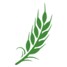 Grains